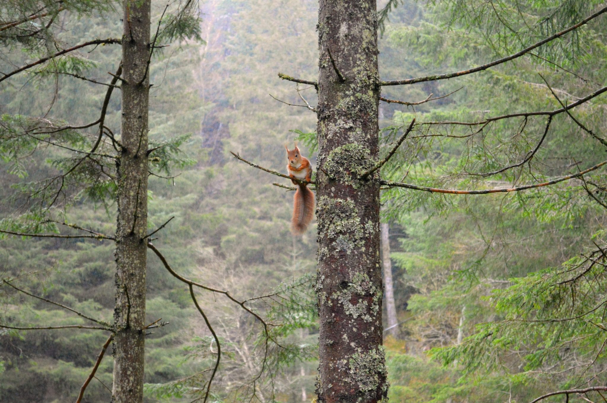Bezienswaardigheden in Bergen eekhoorn