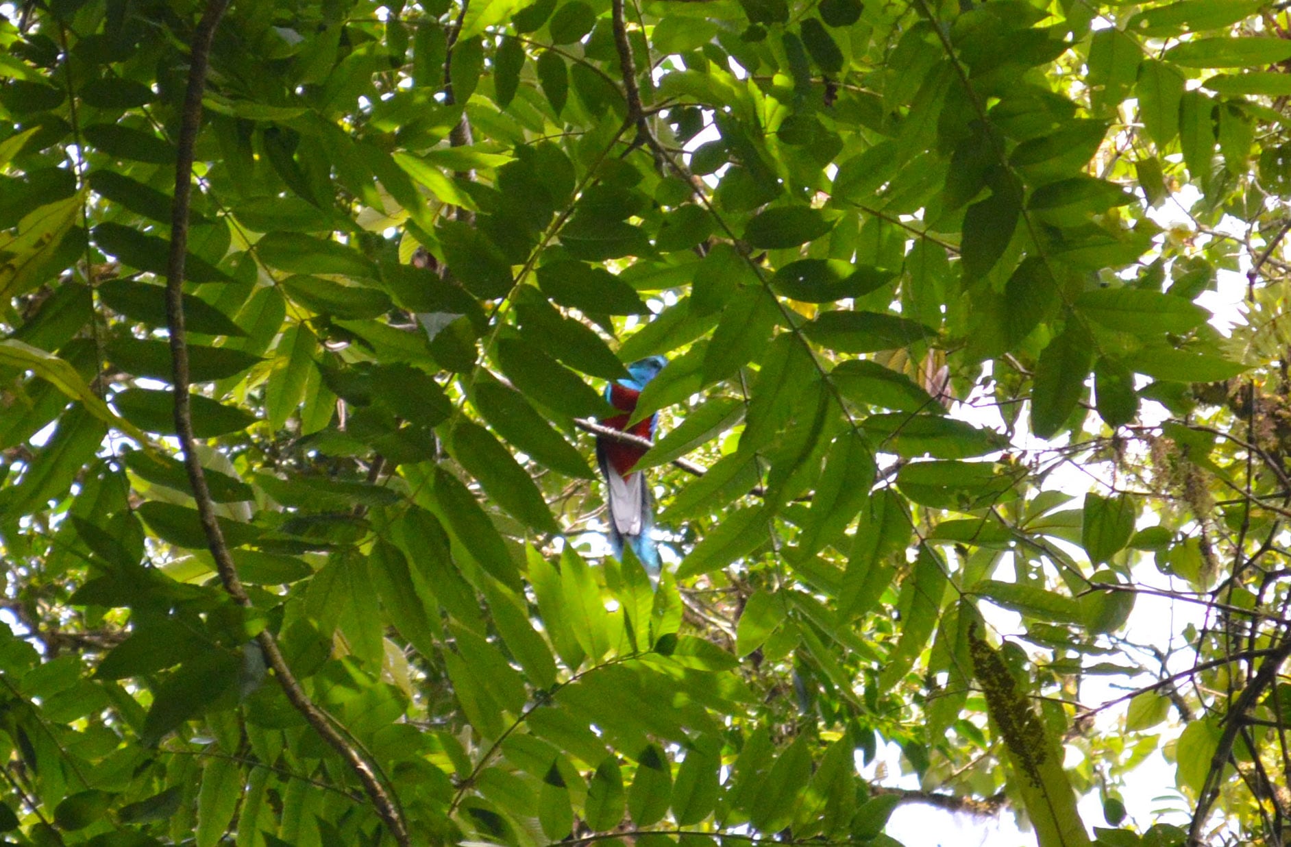 Quetzal Monteverde