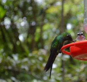 Kolibrie Costa Rica