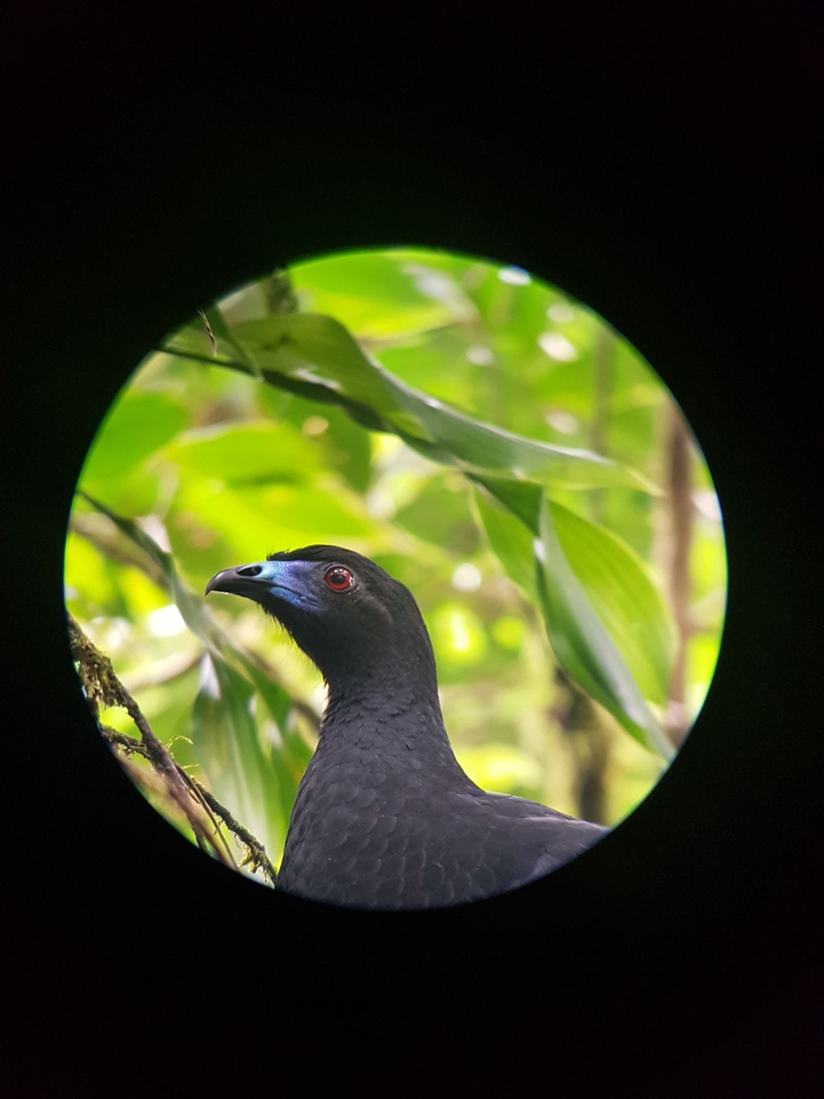 Vogel Monteverde