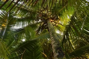 Palmbomen nieuwe bestemming