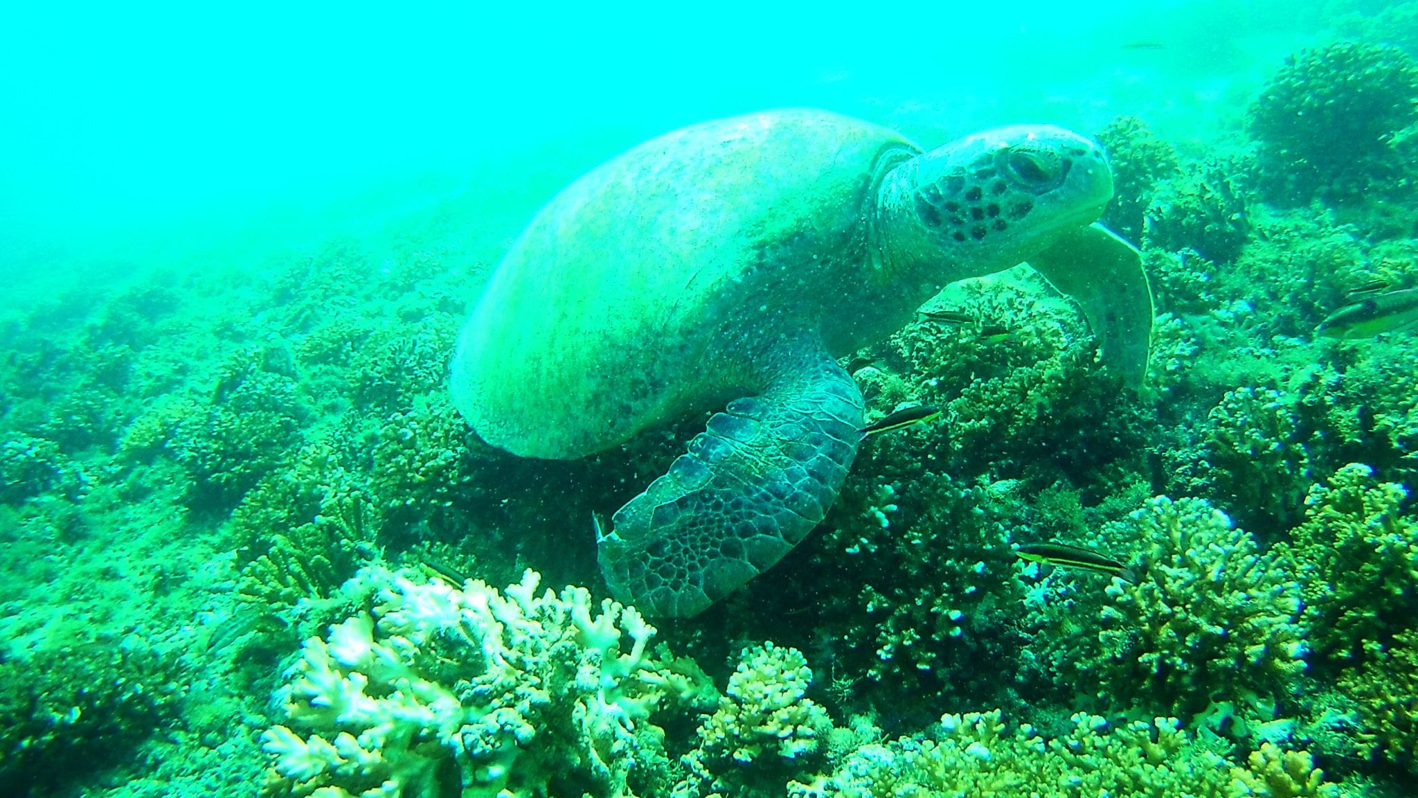 Zeeschildpad Coiba