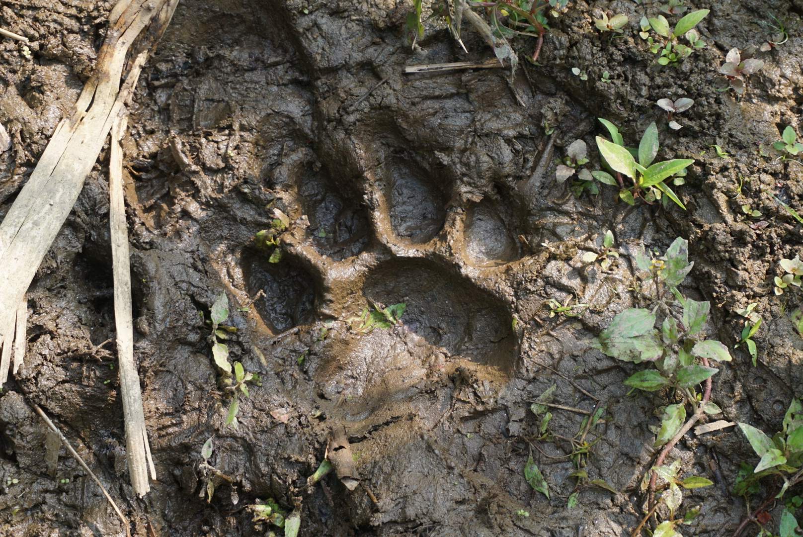 Pootafdruk tijger chitwan national park