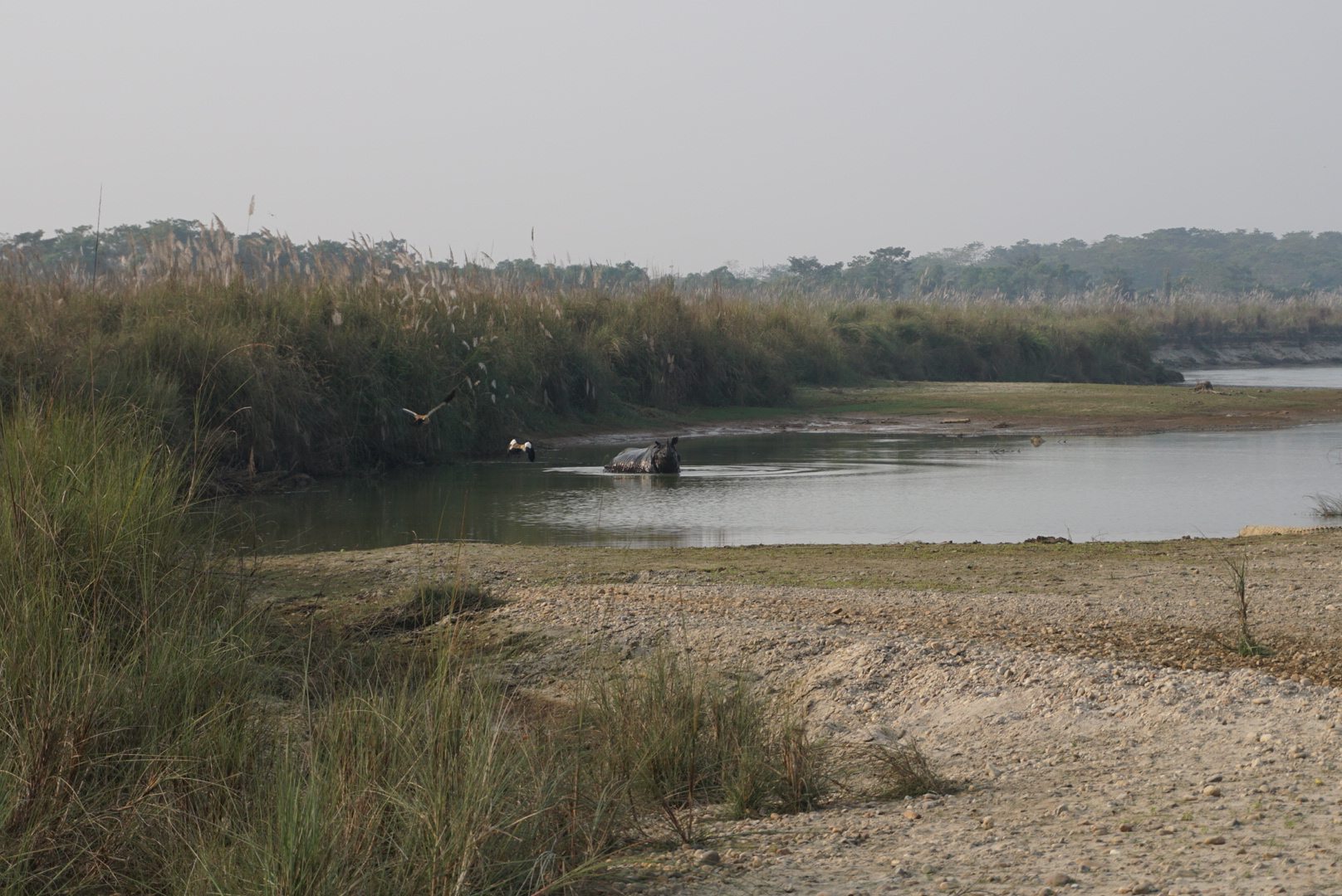 Neushoorn chitwan national park