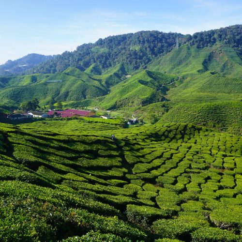 Cameron-Highlands-Maleisie-malaysia itinerary
