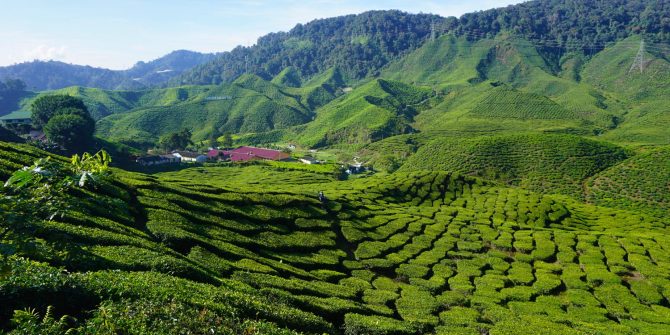 Cameron-Highlands-Maleisie-malaysia itinerary