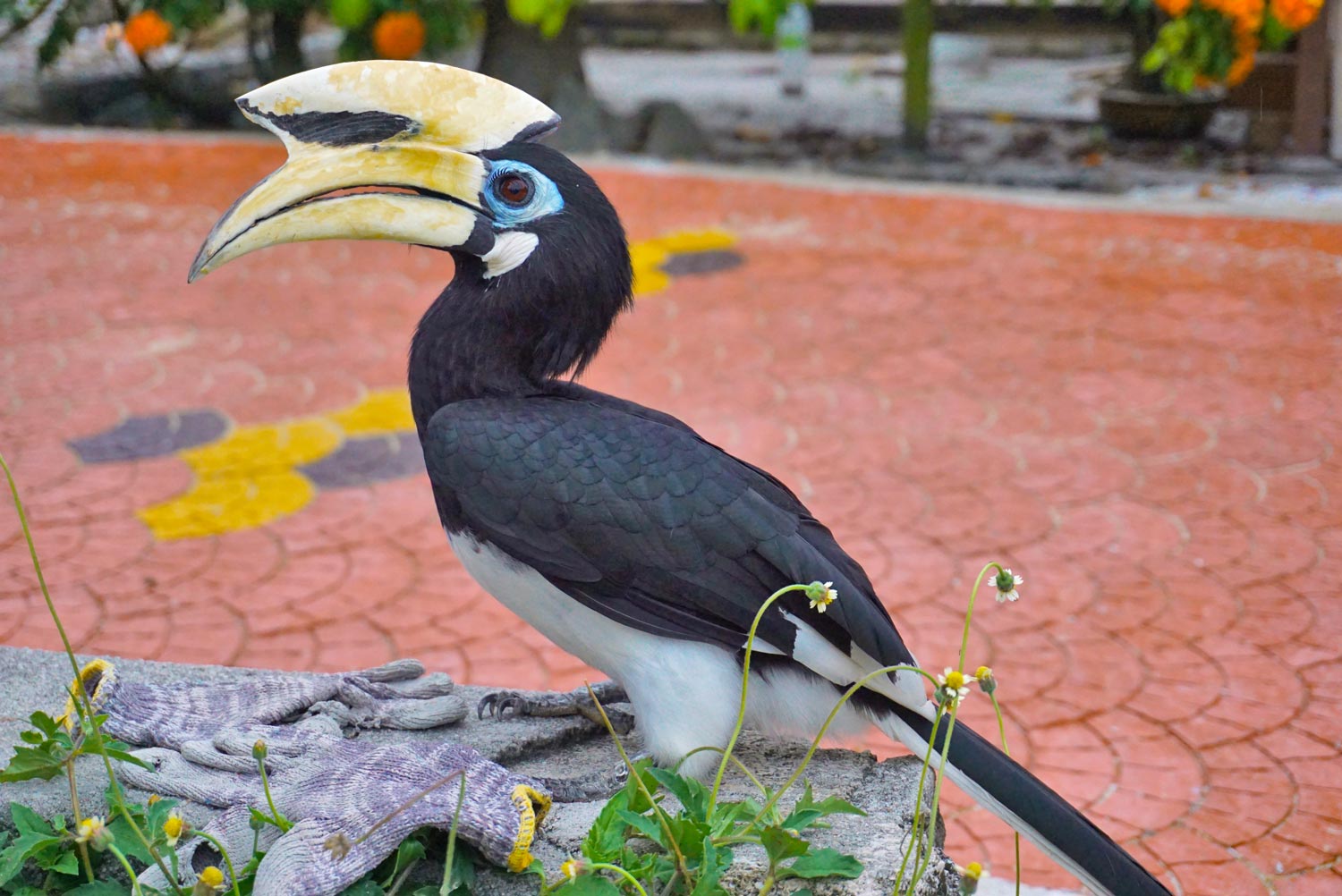 Hornbill-Pulau Pangkor