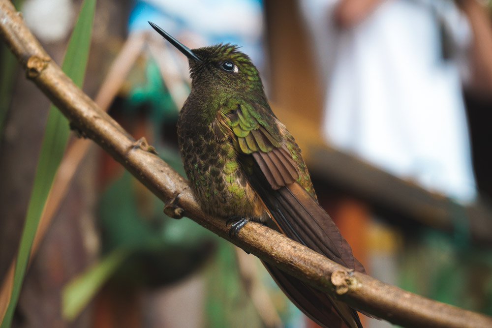 Kolibri Colombia