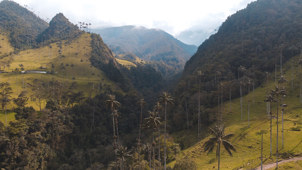 Valle de Cocora in Colombia – all info and tips