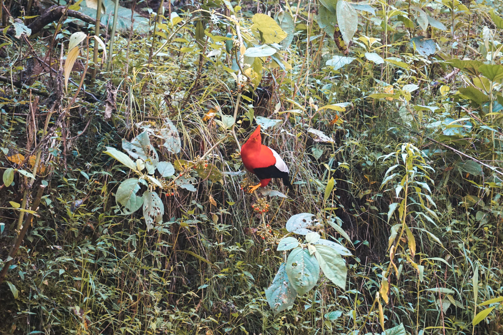 Red bird colombia