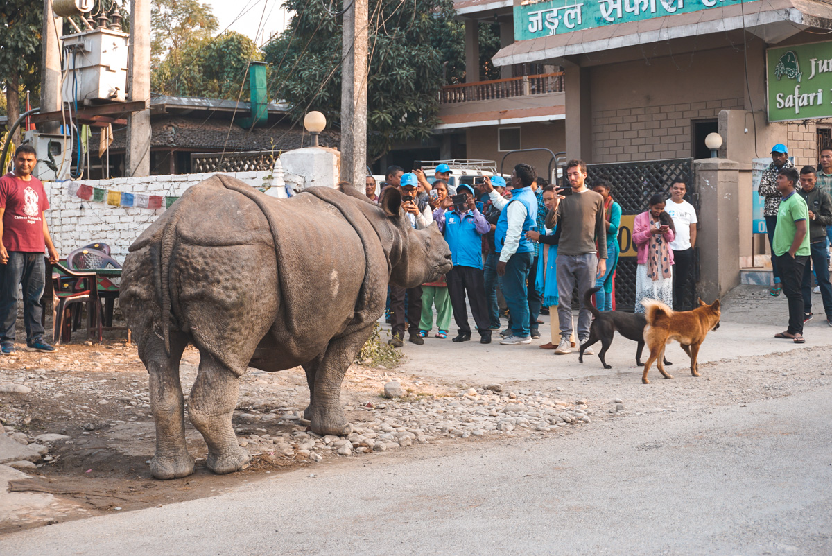 Rhino in the streets of Sauraha Nepal