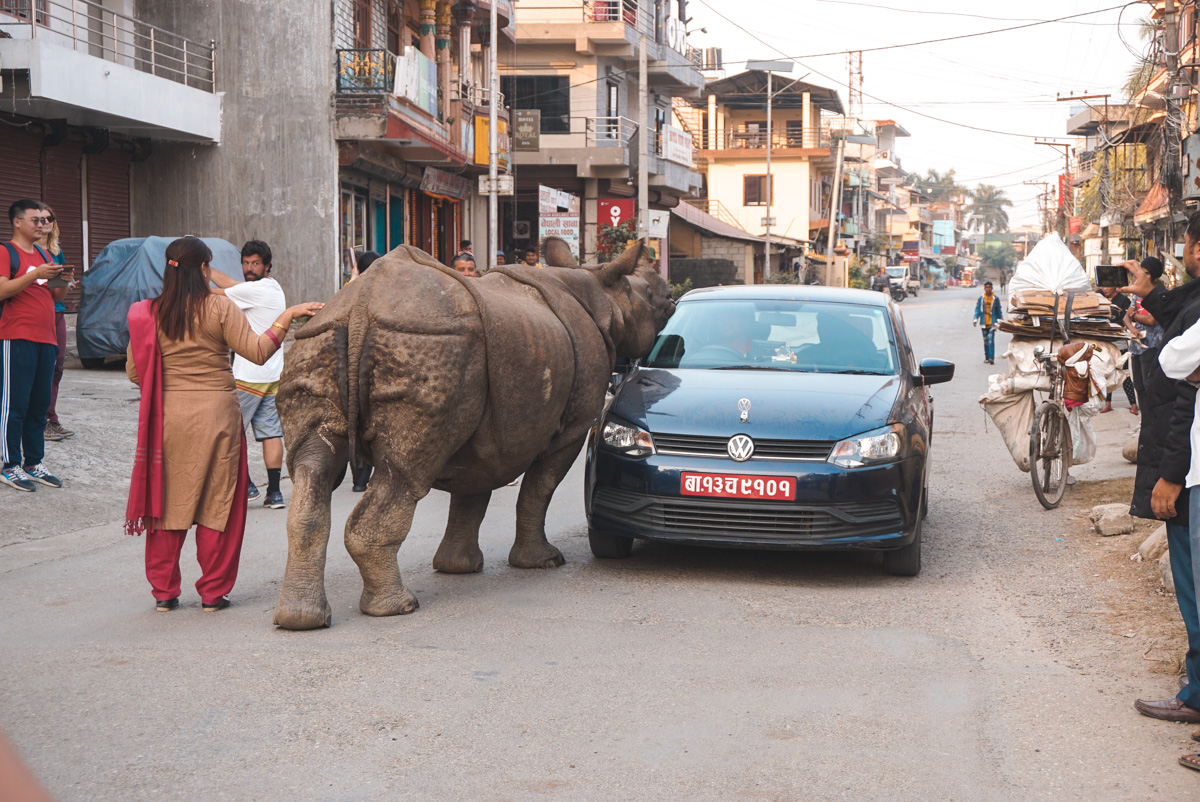 neushoorn op auto in Nepal
