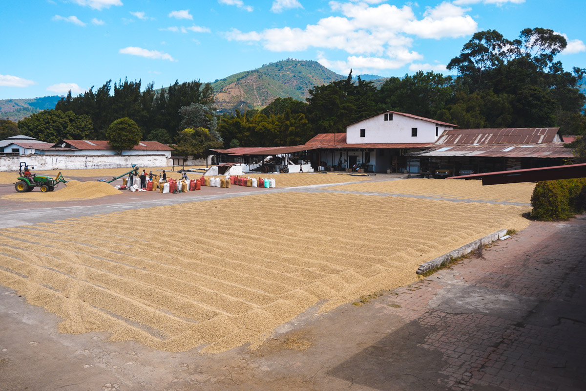 Azateo Coffee farm Antigua