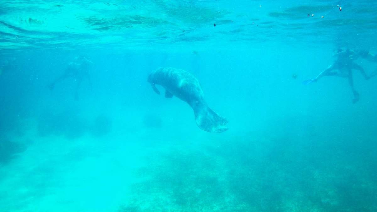 zeekoe Belize