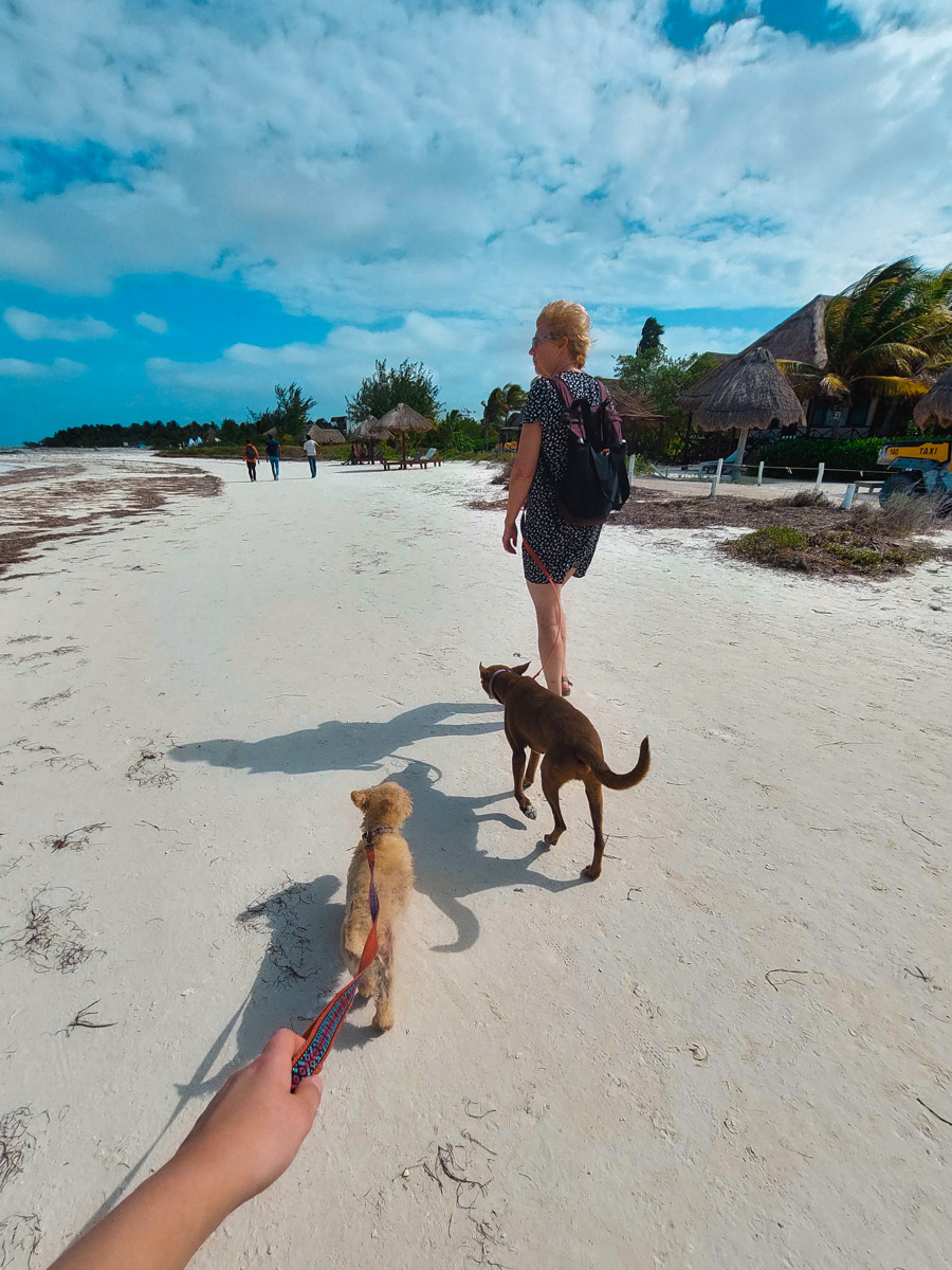hondjes uitlaten op het strand isla holbox