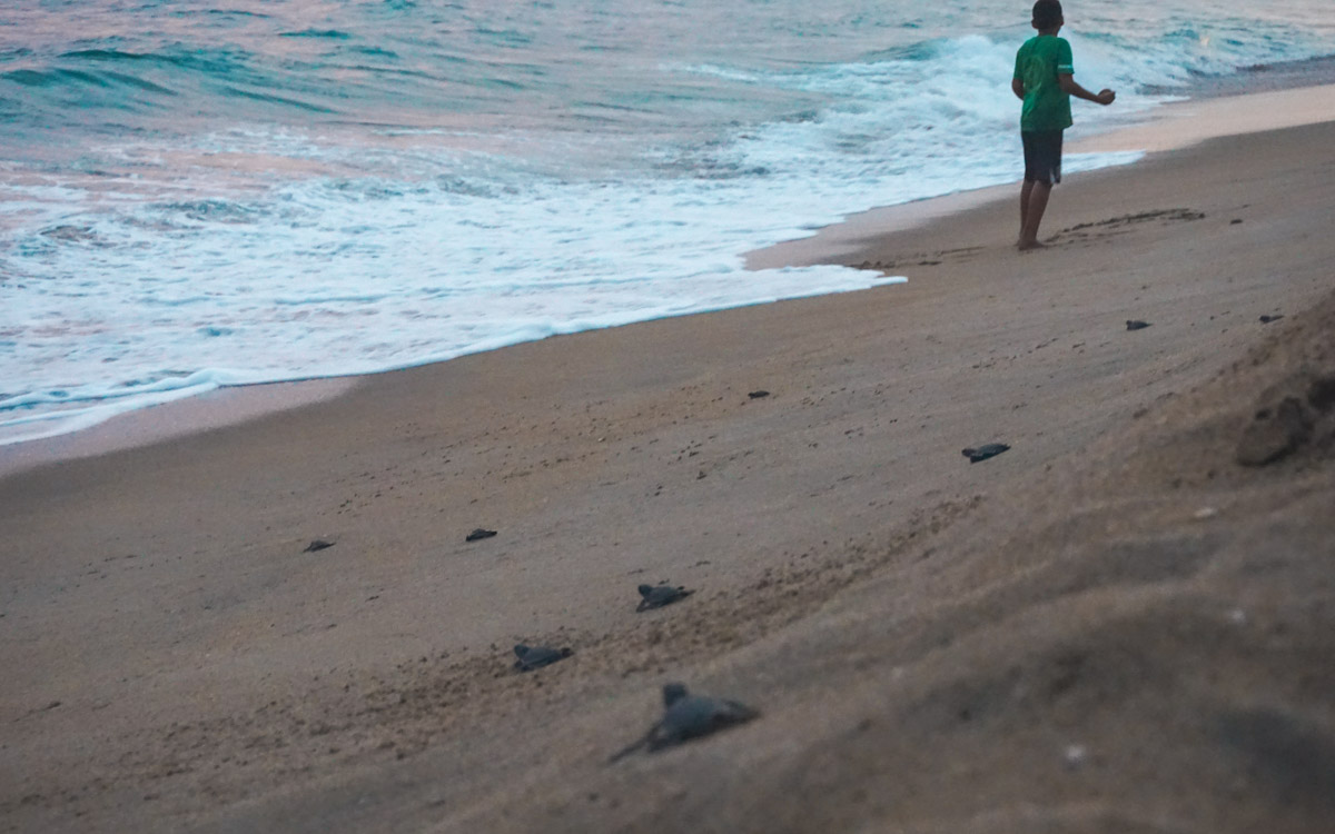 schildpadjes op het strand Puerto Escondido