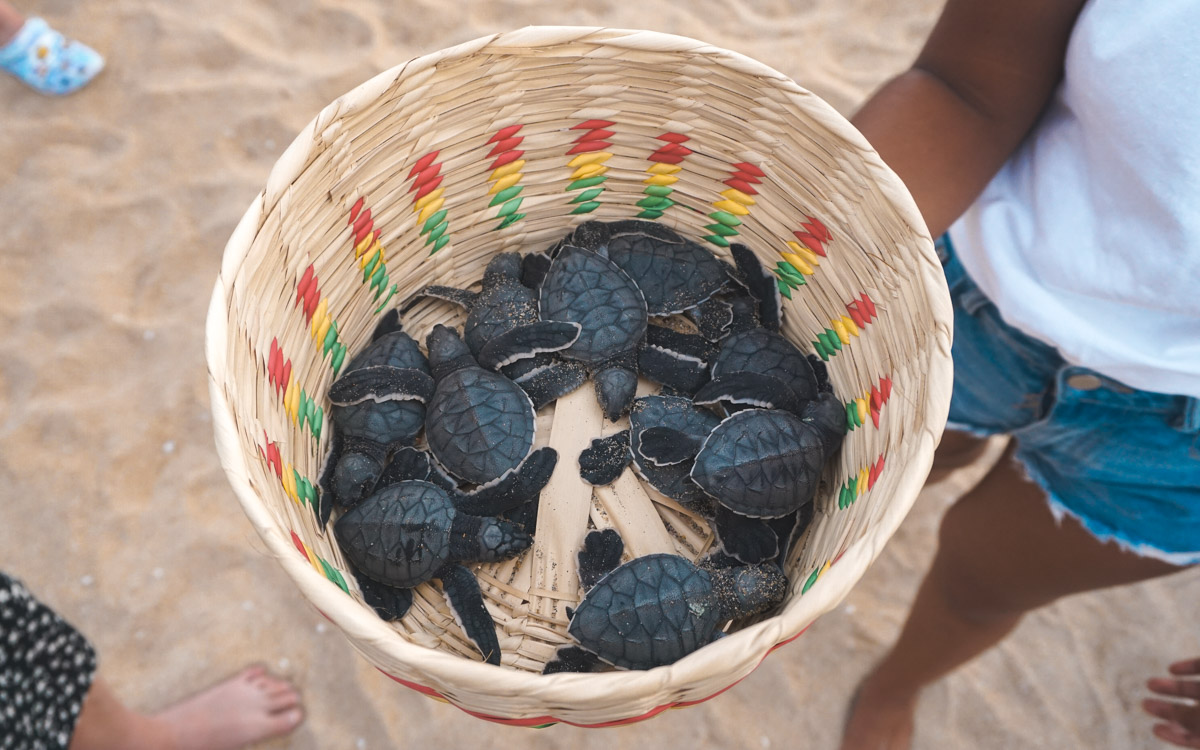 schildpadjes op het strand Puerto Escondido